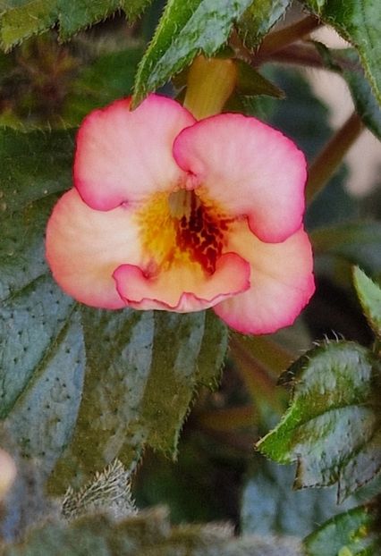 Sun Wind - Achimenes 2024