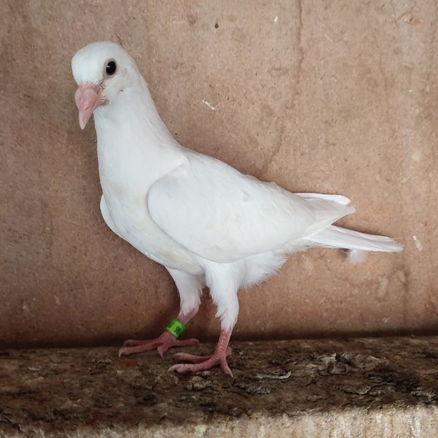 Pui 23-186 - Porumbei vanduti