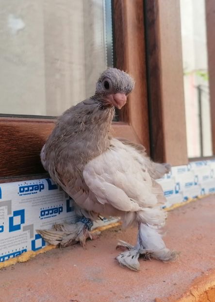 Pui 2024 - Cioc scurt de Berlin 2022