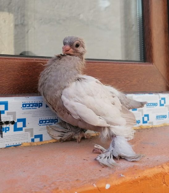 Pui 2024 - Cioc scurt de Berlin 2022