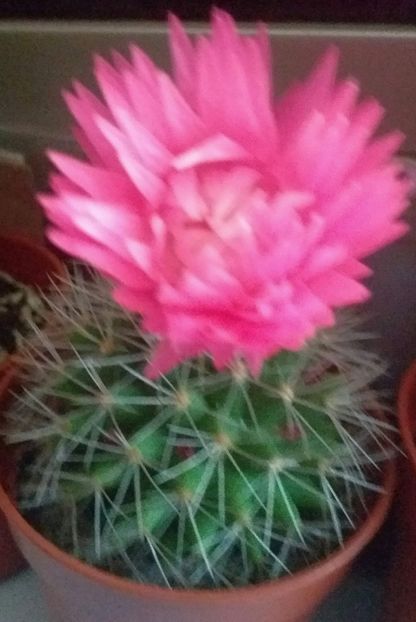 Messenger_creation_9c9a043c-d622-4f5e-a8e6-798170b4a7b2 - Flori minunate