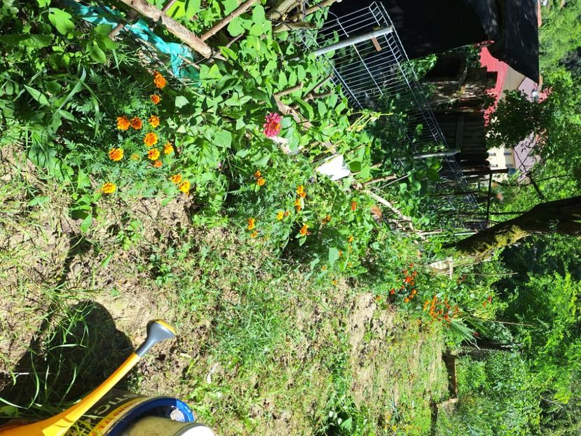  - În carantină muncind