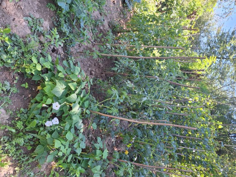  - În carantină muncind