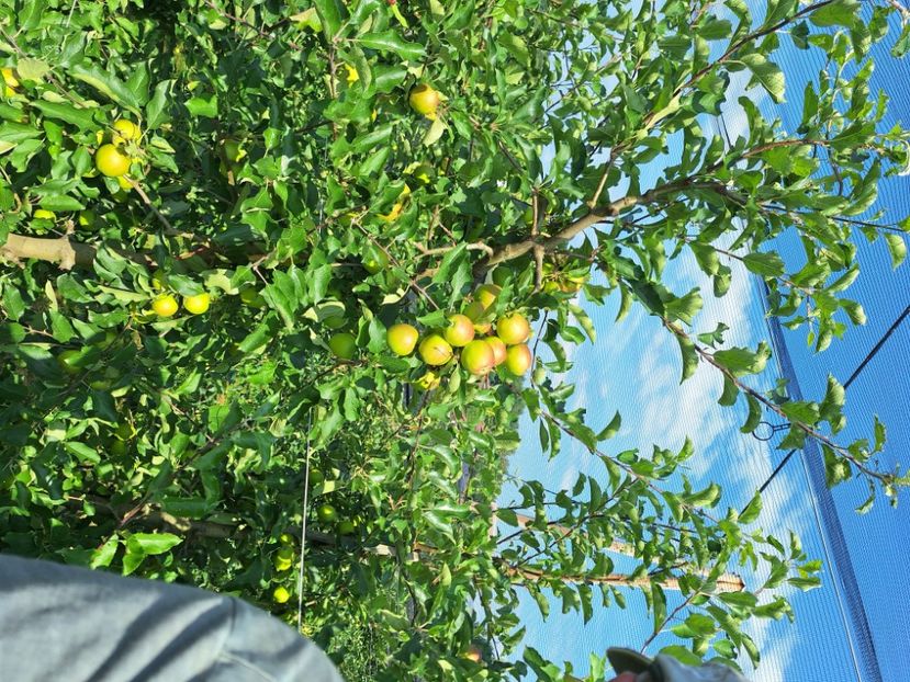  - În carantină muncind