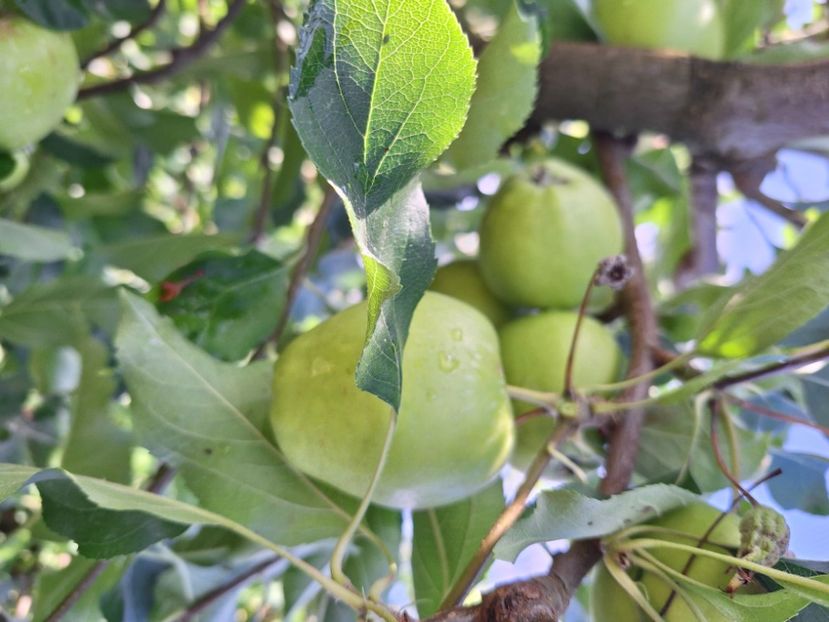  - În carantină muncind