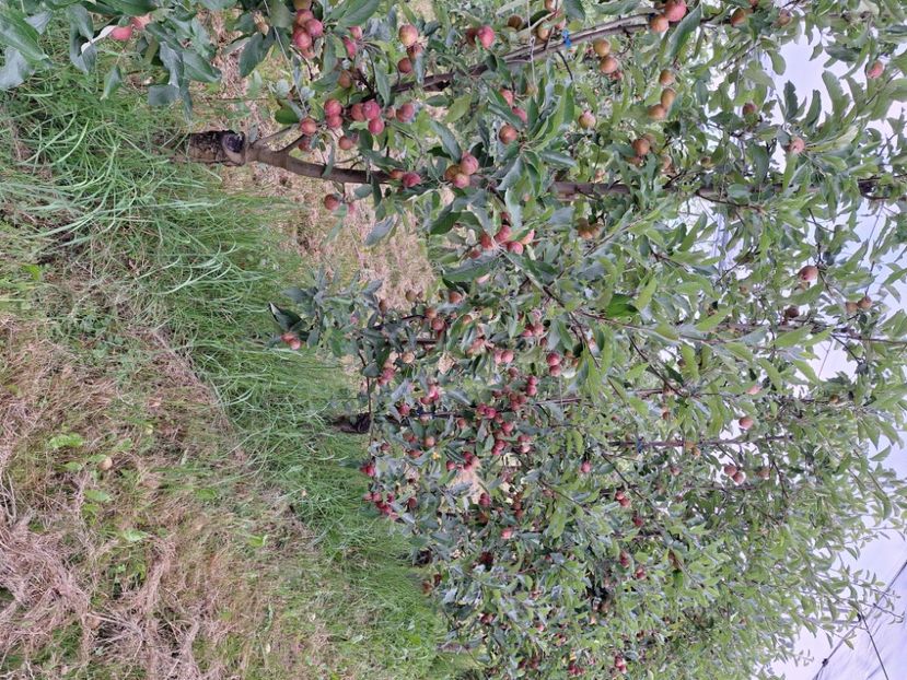  - În carantină muncind