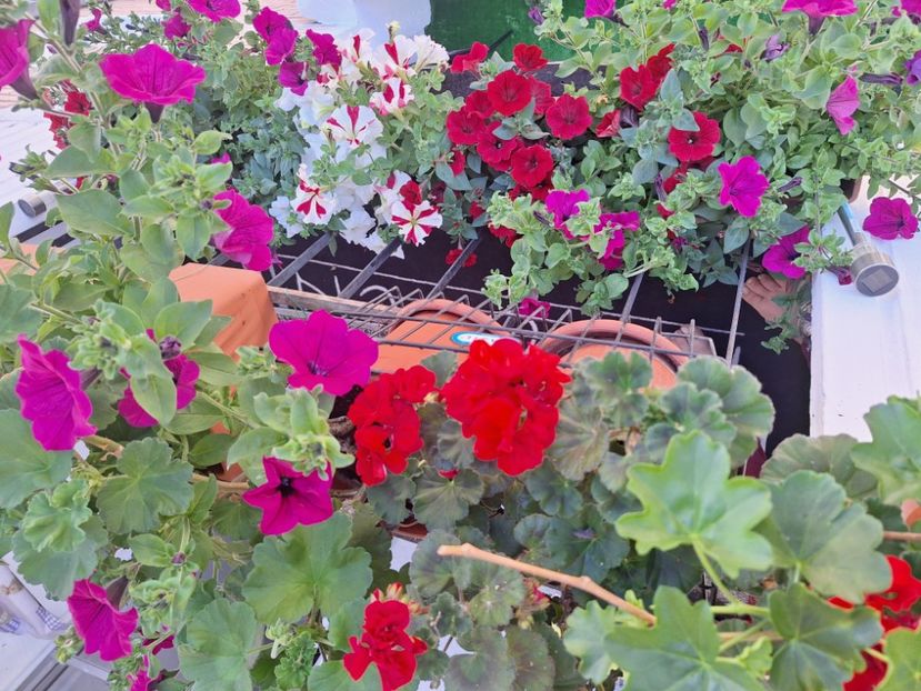  - În carantină muncind