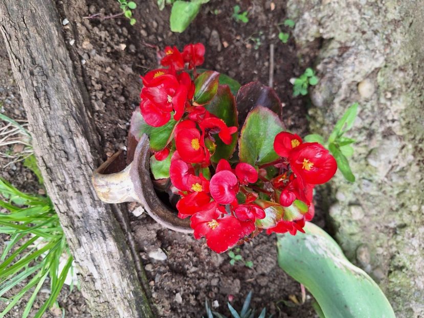  - În carantină muncind