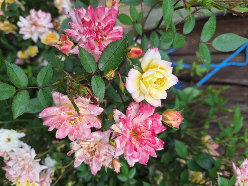  - În carantină muncind