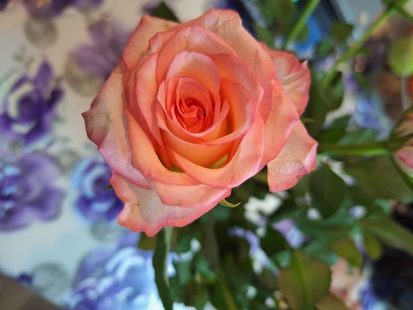  - În carantină muncind