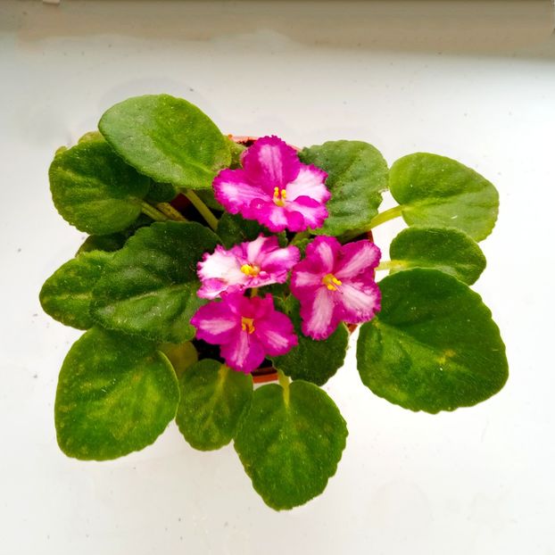  - Colectie Violete africane 2024