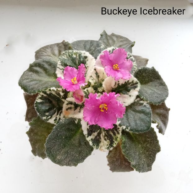  - Colectie Violete africane 2024