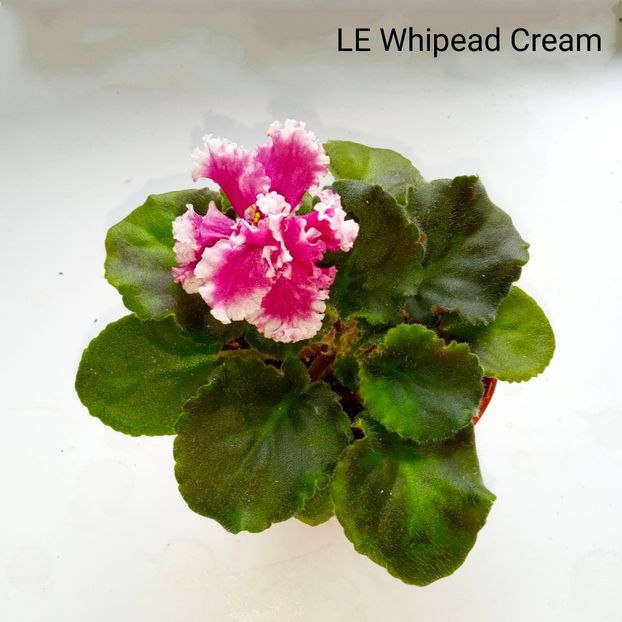  - Colectie Violete africane 2024