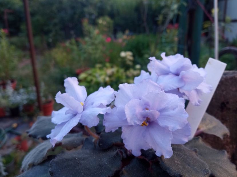  - Colectie Violete africane 2024