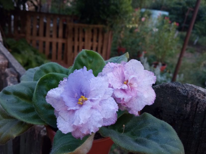  - Colectie Violete africane 2024