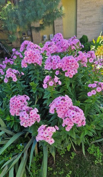 Phlox - Iulie 2024