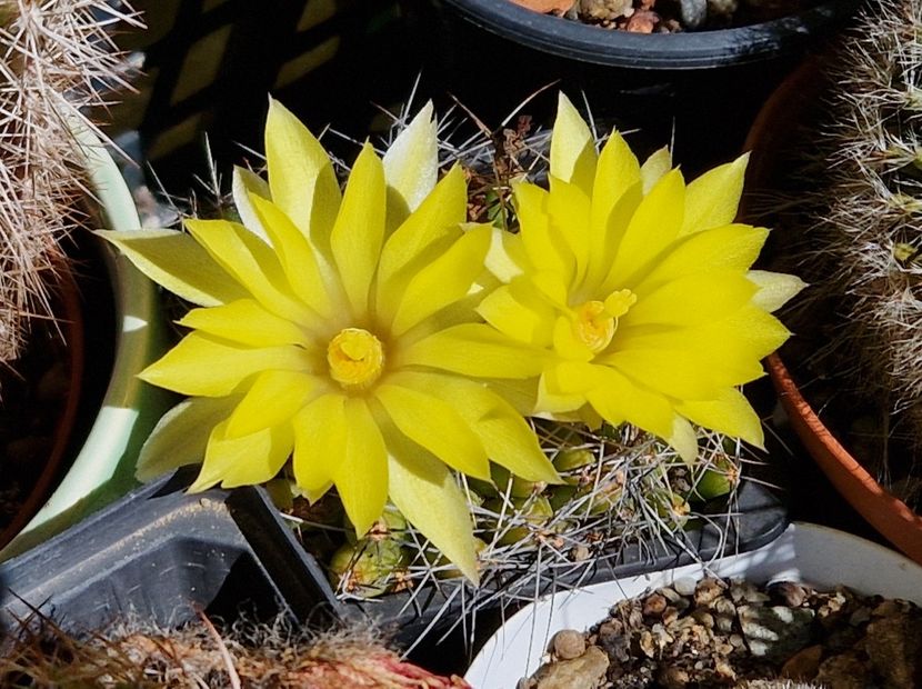  - Mammillaria