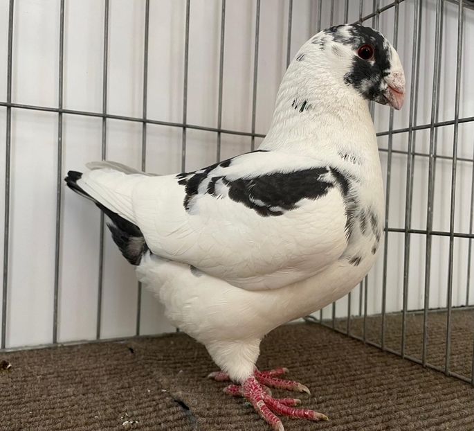  - Porumbei Vânduți