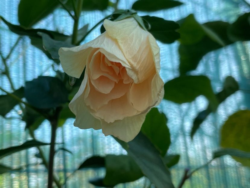  - Clasici - Apricot Dublu și Alb Dublu