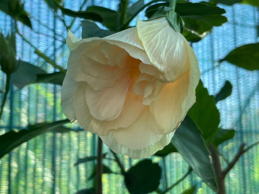  - Clasici - Apricot Dublu și Alb Dublu