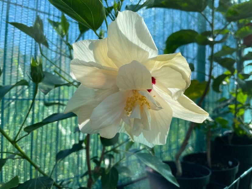  - Clasici - Apricot Dublu și Alb Dublu