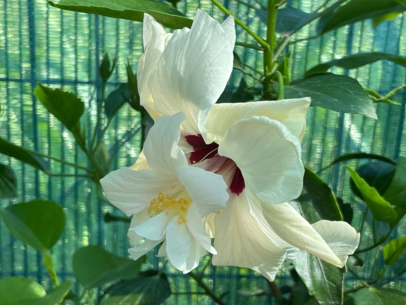  - Clasici - Apricot Dublu și Alb Dublu