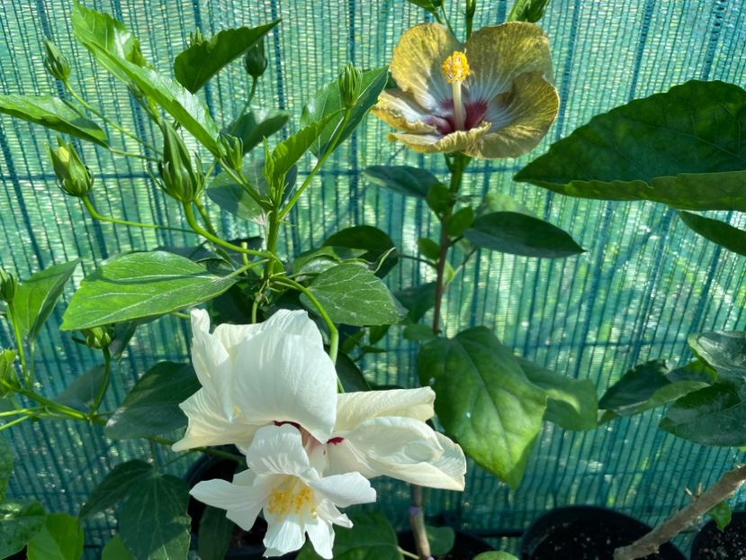  - Clasici - Apricot Dublu și Alb Dublu