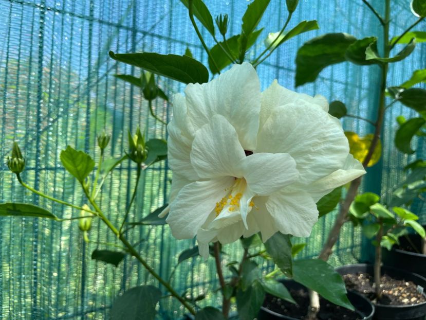  - Clasici - Apricot Dublu și Alb Dublu