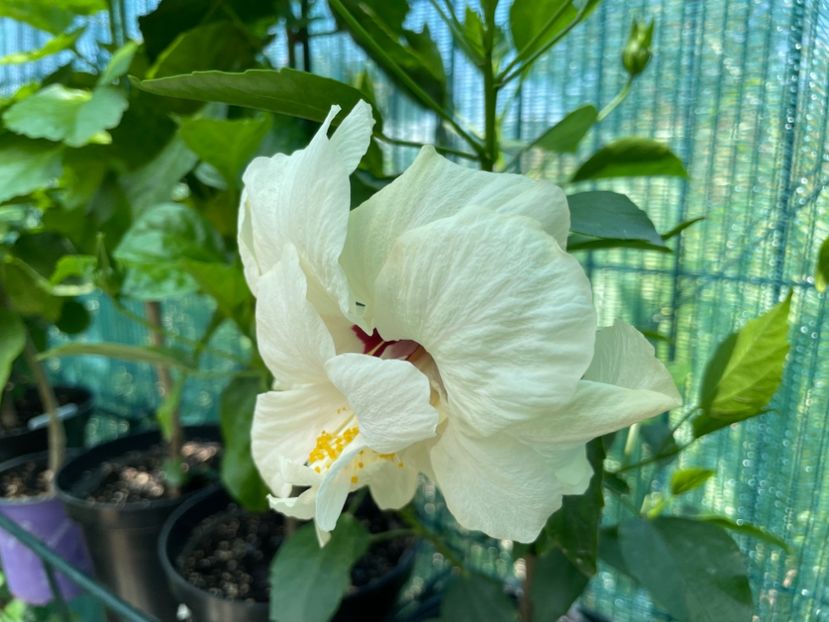  - Clasici - Apricot Dublu și Alb Dublu