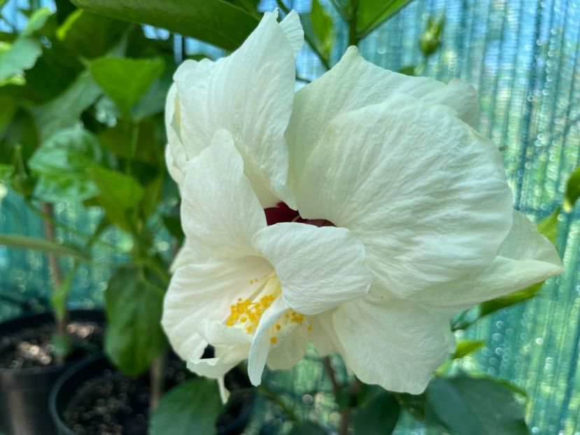  - Clasici - Apricot Dublu și Alb Dublu