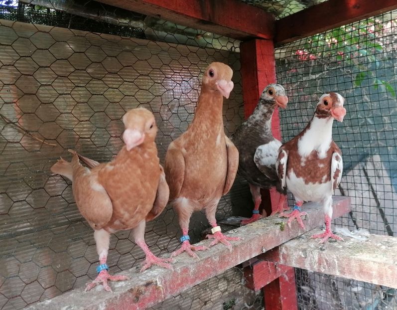 Pui 2024 - Contact 0770110256 Oradea