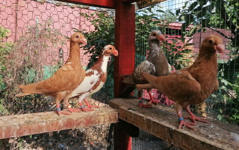 Pui 2024 - Contact 0770110256 Oradea