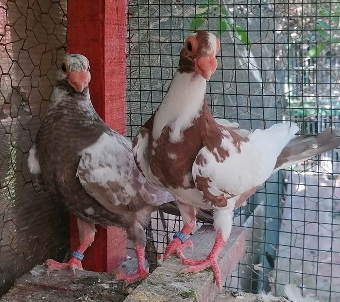 Pui 2024 - Contact 0770110256 Oradea