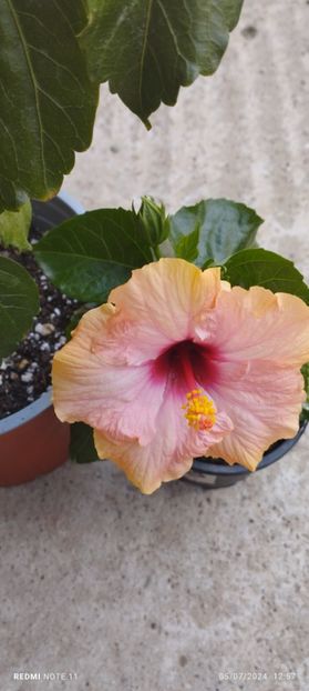  - Hibiscusi