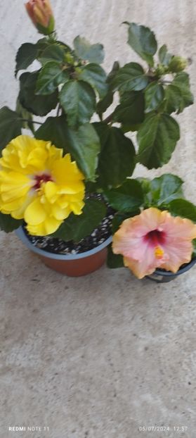  - Hibiscusi