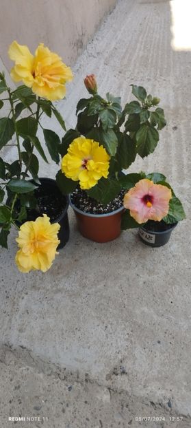  - Hibiscusi