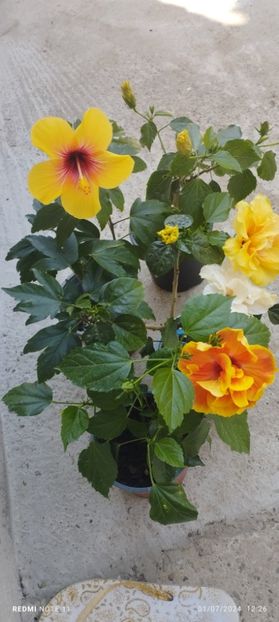  - Hibiscusi