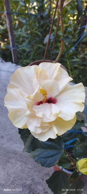  - Hibiscusi