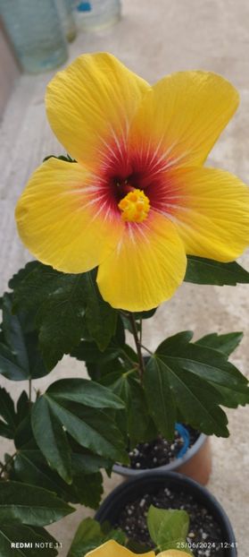  - Hibiscusi