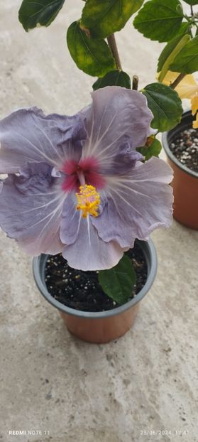  - Hibiscusi