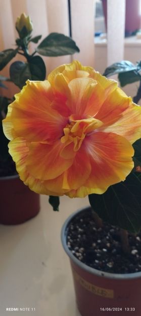  - Hibiscusi