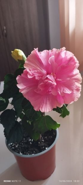  - Hibiscusi