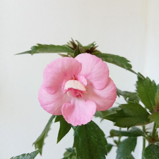Aussie Beauty - - - 2024