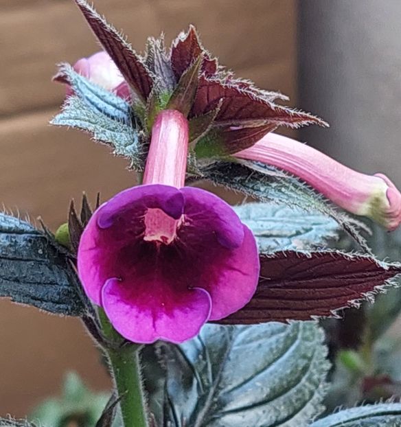  - AURIKA VELVET ECLIPSE
