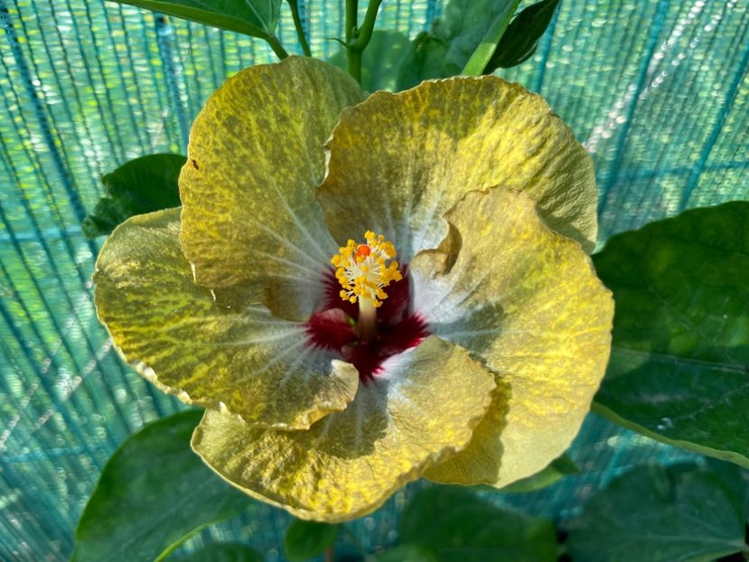  - 001 - Hibiscusi 2024 - 1