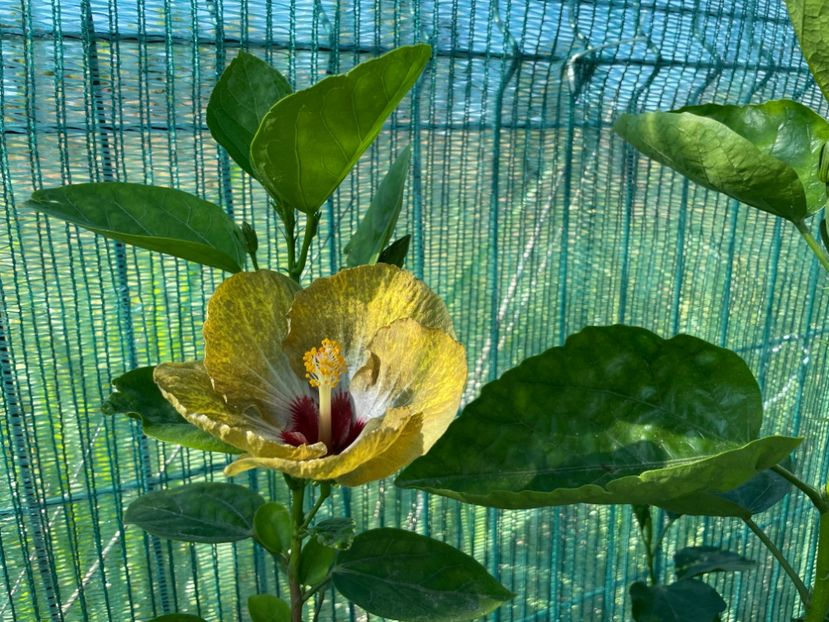  - 001 - Hibiscusi 2024 - 1