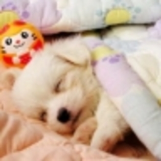 little_puppy_sleeping