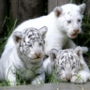 little_white_tigers - poze avatar