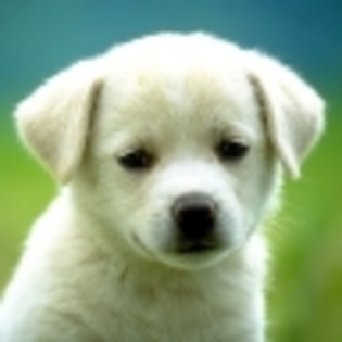 sweet_little_puppy - poze avatar