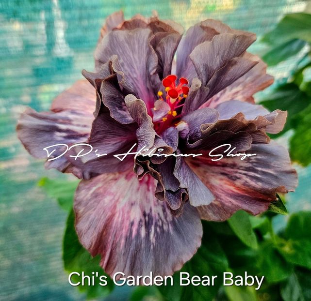  - Chis Garden Bear Baby II